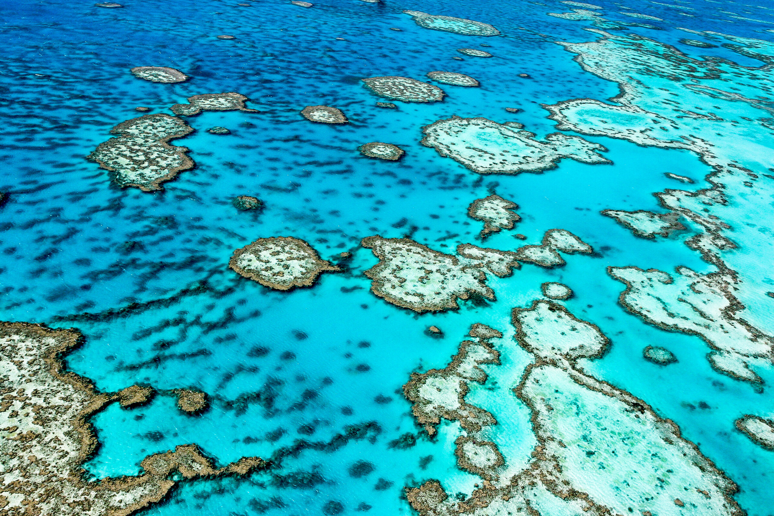 great barrier reef