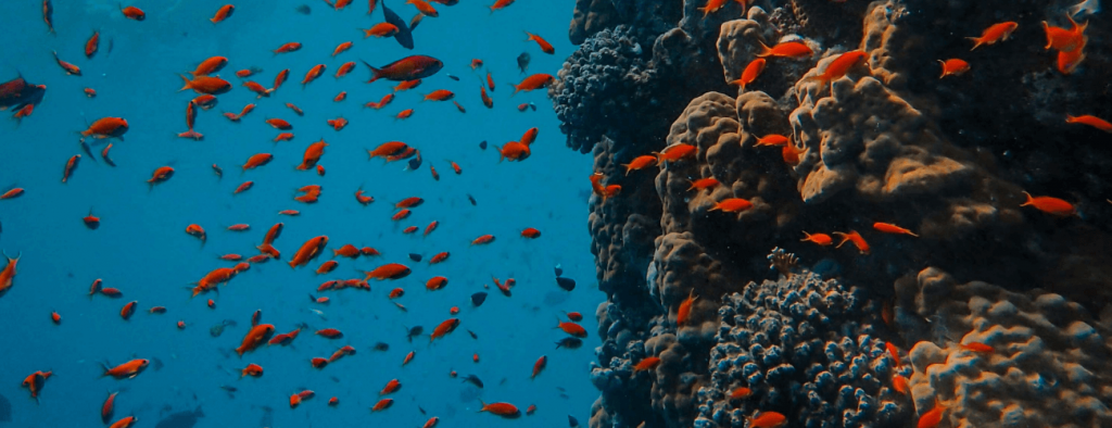 beautiful coral reefs cairns