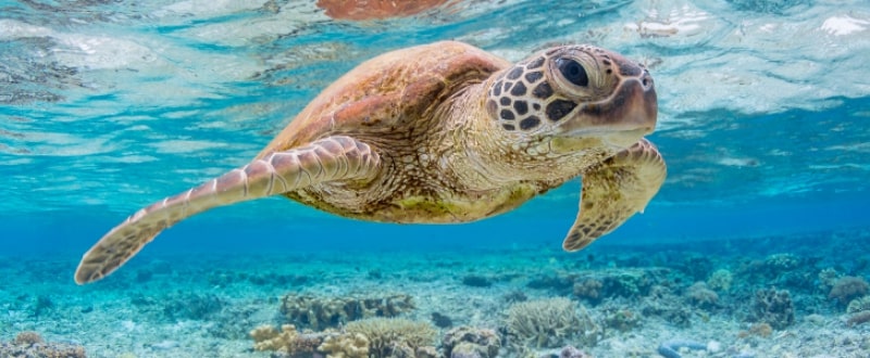 explore-great-barrier-reef